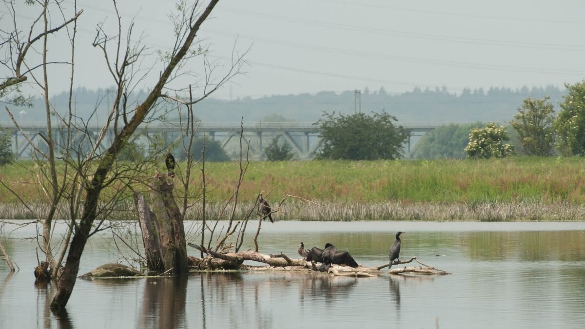 Vogels in natuurgebied rondom Arnhem